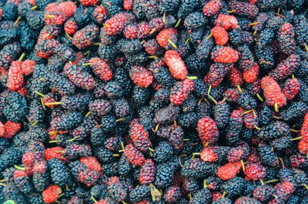 mulberries-5717064.jpg