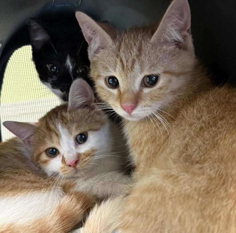 猫咪“报恩”比狗还深情？这5种猫一生只认一个主人！