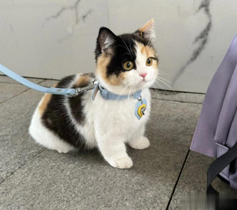 猫咪“报恩”比狗还深情？这5种猫一生只认一个主人！