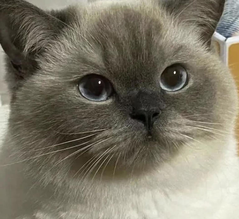 猫咪“报恩”比狗还深情？这5种猫一生只认一个主人！