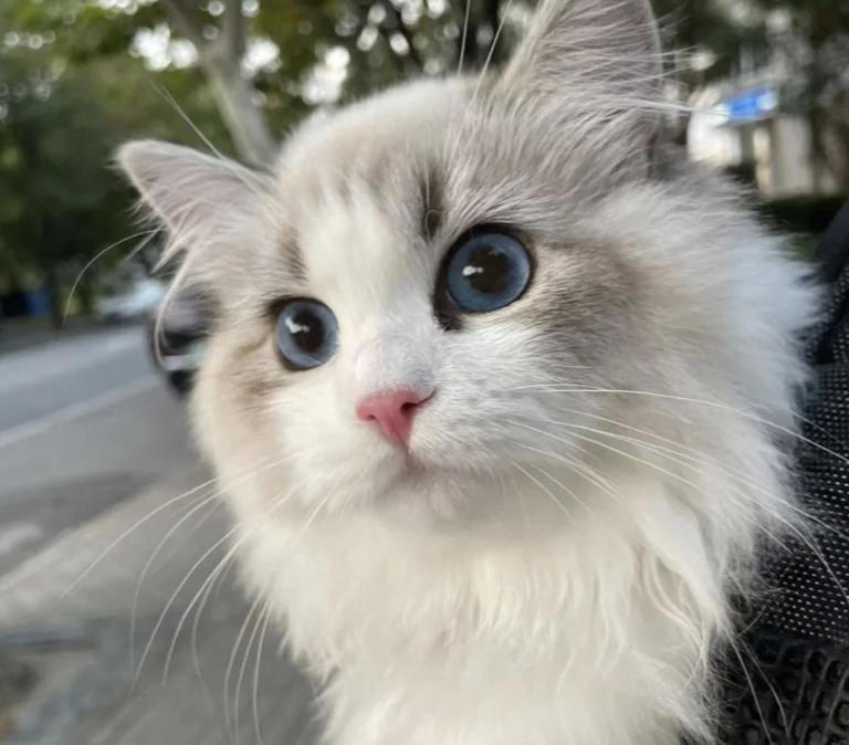 猫咪“报恩”比狗还深情？这5种猫一生只认一个主人！