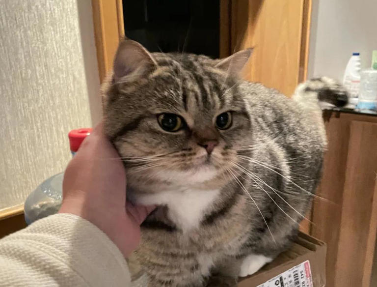 猫咪“报恩”比狗还深情？这5种猫一生只认一个主人！