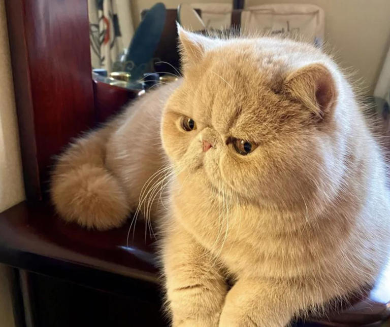 猫咪“报恩”比狗还深情？这5种猫一生只认一个主人！