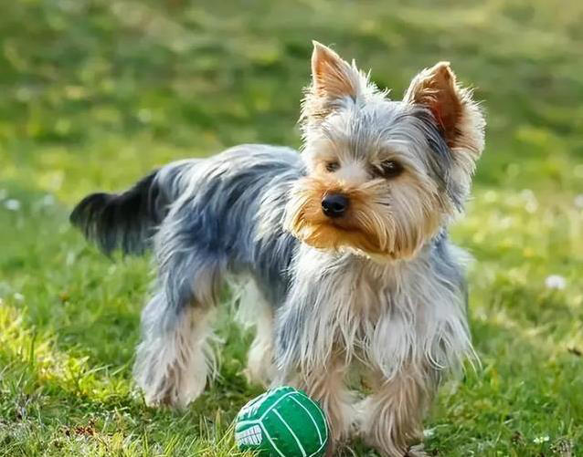 养狗不纠结，这几种小型犬最听话，你家有几只？