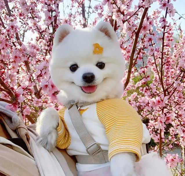 养狗不纠结，这几种小型犬最听话，你家有几只？