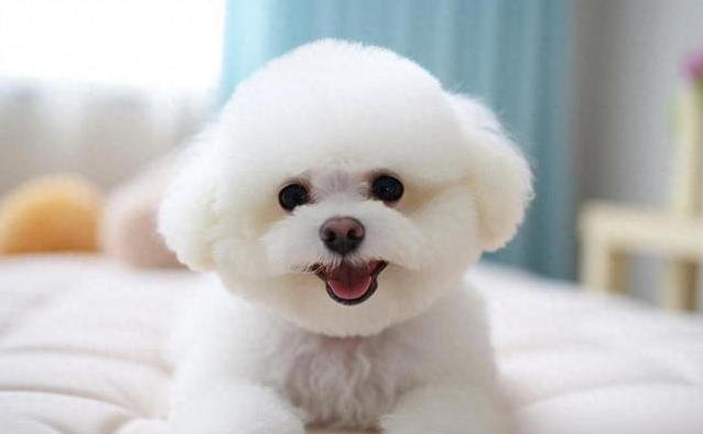 养狗不纠结，这几种小型犬最听话，你家有几只？