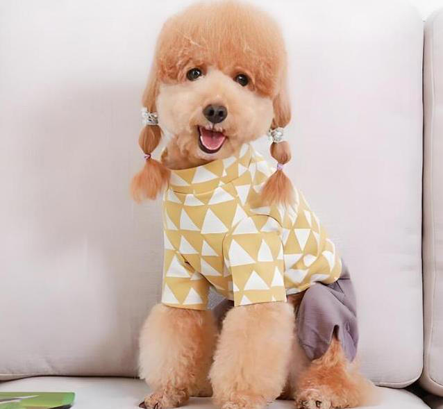 养狗不纠结，这几种小型犬最听话，你家有几只？