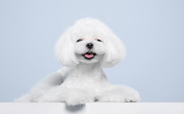 养狗不纠结，这几种小型犬最听话，你家有几只？