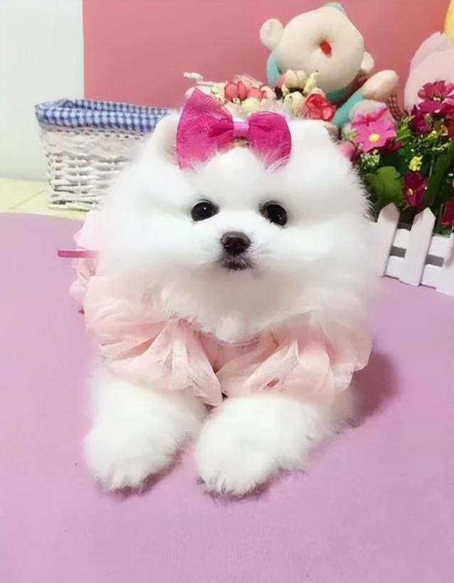 养狗不纠结，这几种小型犬最听话，你家有几只？