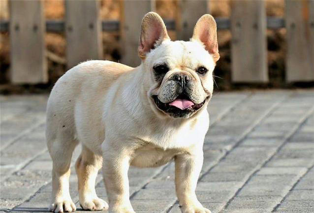 养狗不纠结，这几种小型犬最听话，你家有几只？