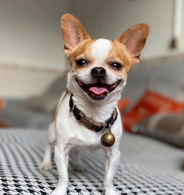 养狗不纠结，这几种小型犬最听话，你家有几只？