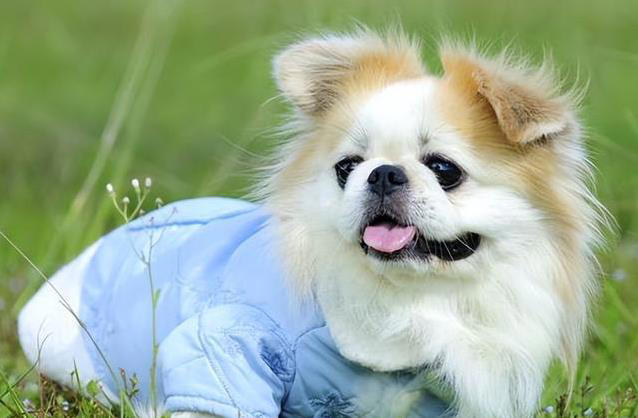 养狗不纠结，这几种小型犬最听话，你家有几只？