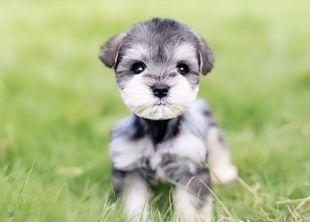 养狗不纠结，这几种小型犬最听话，你家有几只？