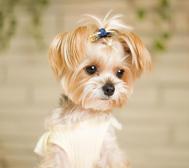 养狗不纠结，这几种小型犬最听话，你家有几只？