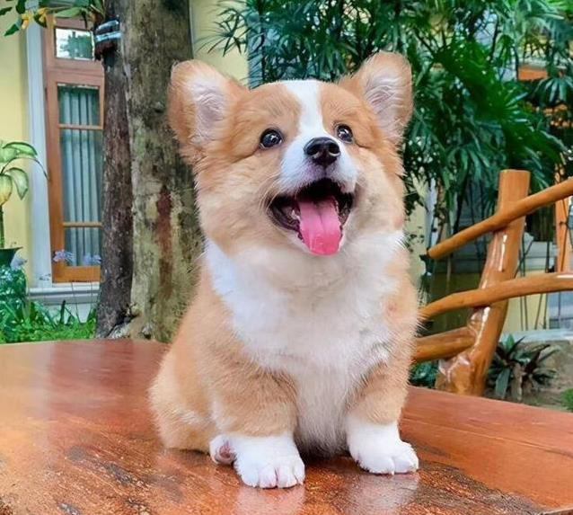 养狗不纠结，这几种小型犬最听话，你家有几只？