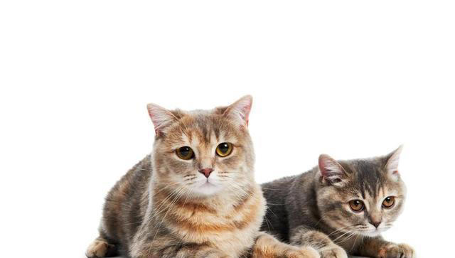 老一辈经验告诉你：有这些特征的猫，真的不能轻易养！