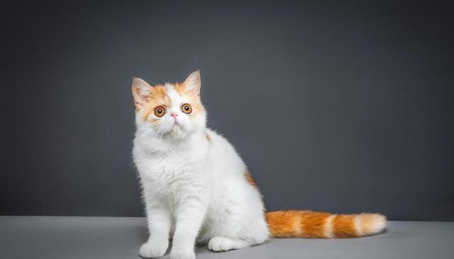 老一辈经验告诉你：有这些特征的猫，真的不能轻易养！