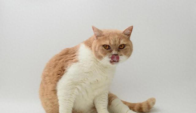 老一辈经验告诉你：有这些特征的猫，真的不能轻易养！