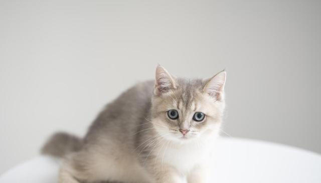 老一辈经验告诉你：有这些特征的猫，真的不能轻易养！