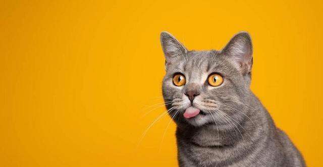 老一辈经验告诉你：有这些特征的猫，真的不能轻易养！