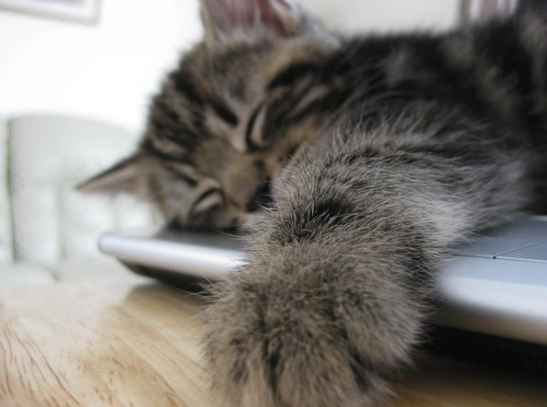 猫咪的“好奇心陷阱”：你一做这些事，它就跑来了！