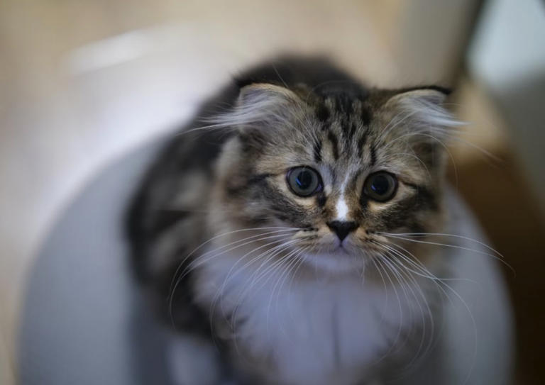 猫咪的“好奇心陷阱”：你一做这些事，它就跑来了！