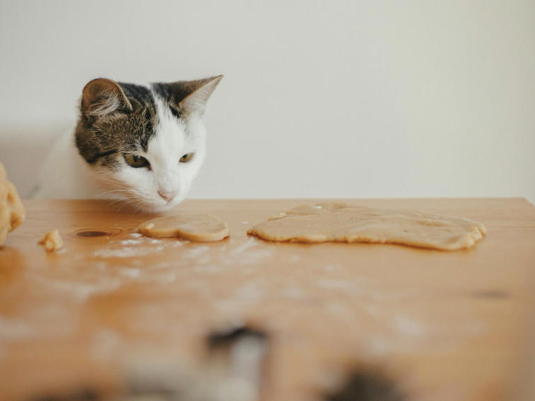 猫咪的“好奇心陷阱”：你一做这些事，它就跑来了！