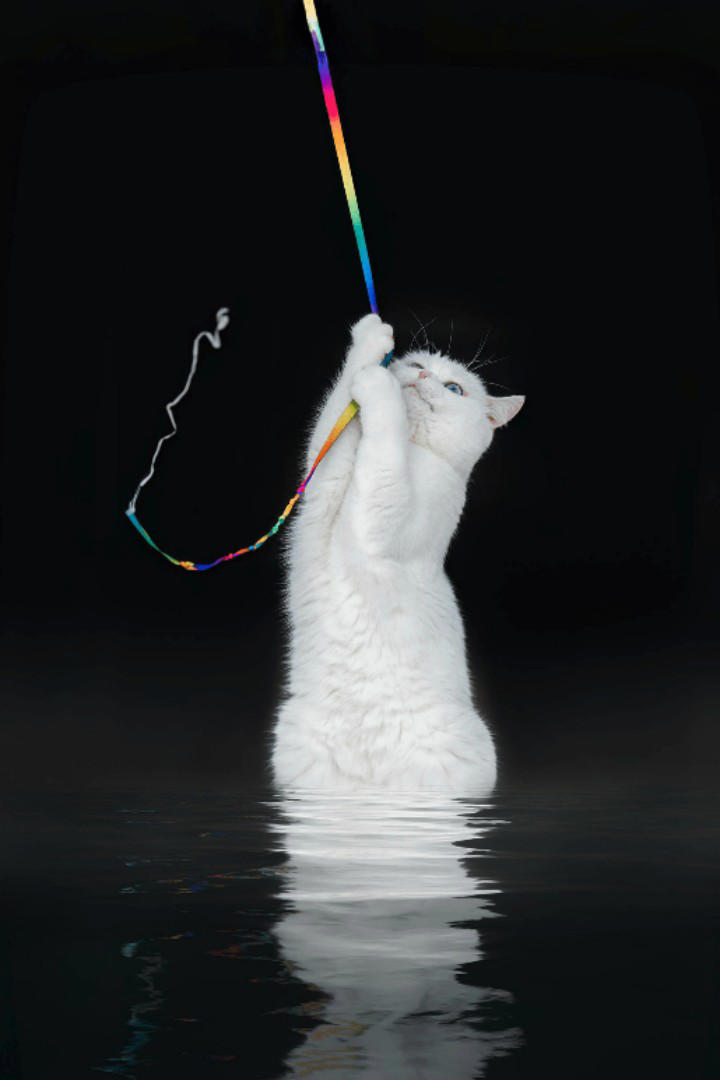 猫咪的“好奇心陷阱”：你一做这些事，它就跑来了！