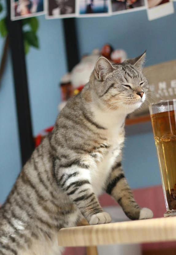 猫咪鼻子超灵敏！这6种味道让它炸毛，你家可能正中招