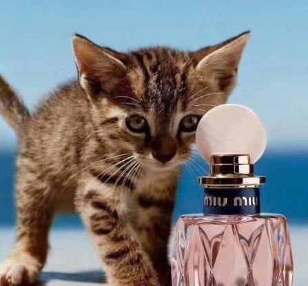 猫咪鼻子超灵敏！这6种味道让它炸毛，你家可能正中招