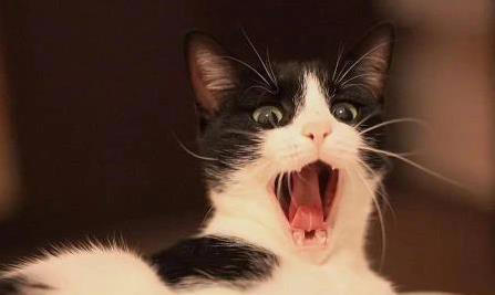 猫咪鼻子超灵敏！这6种味道让它炸毛，你家可能正中招