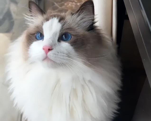 猫咪5个禁区你敢碰？它若不躲，说明爱你到骨子里！