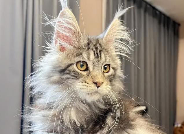 猫咪忠诚超乎想象，4种猫把你当全世界，你家猫在榜上吗？