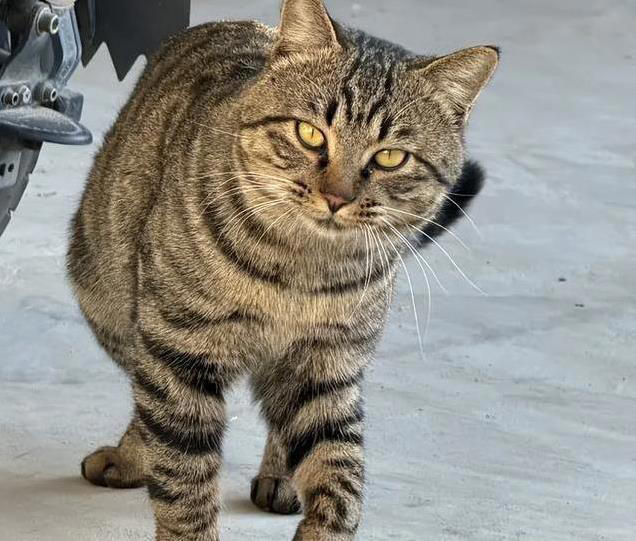 猫咪忠诚超乎想象，4种猫把你当全世界，你家猫在榜上吗？