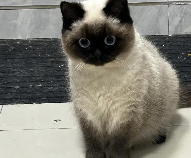 猫咪忠诚超乎想象，4种猫把你当全世界，你家猫在榜上吗？