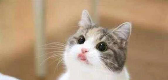 猫咪5个禁区你敢碰？它若不躲，说明爱你到骨子里！