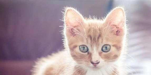 猫咪5个禁区你敢碰？它若不躲，说明爱你到骨子里！