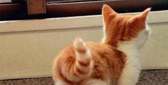 猫咪5个禁区你敢碰？它若不躲，说明爱你到骨子里！