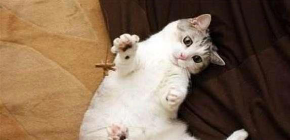 猫咪5个禁区你敢碰？它若不躲，说明爱你到骨子里！