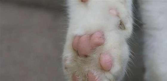 猫咪5个禁区你敢碰？它若不躲，说明爱你到骨子里！