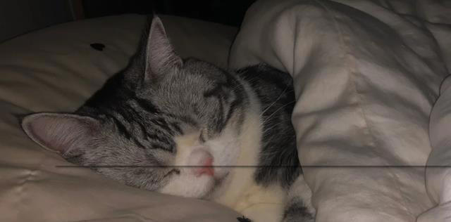 猫咪“旺家”的8个信号，很多人都当成坏习惯！你错过了几个？