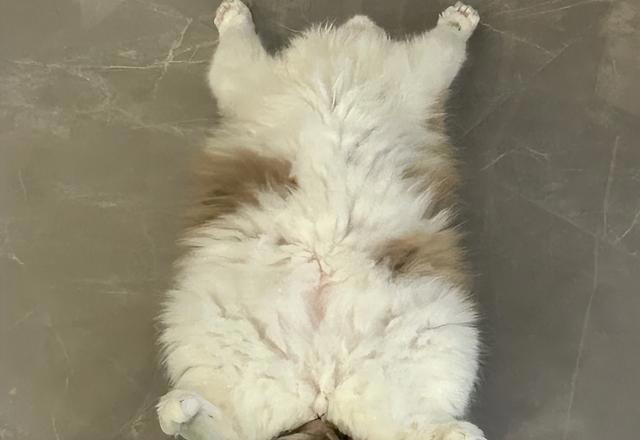 猫咪“旺家”的8个信号，很多人都当成坏习惯！你错过了几个？