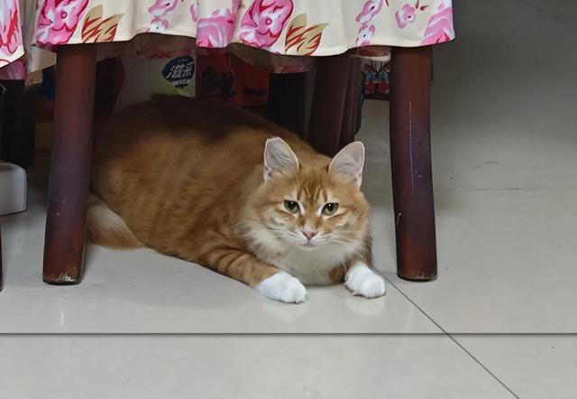 猫咪“旺家”的8个信号，很多人都当成坏习惯！你错过了几个？