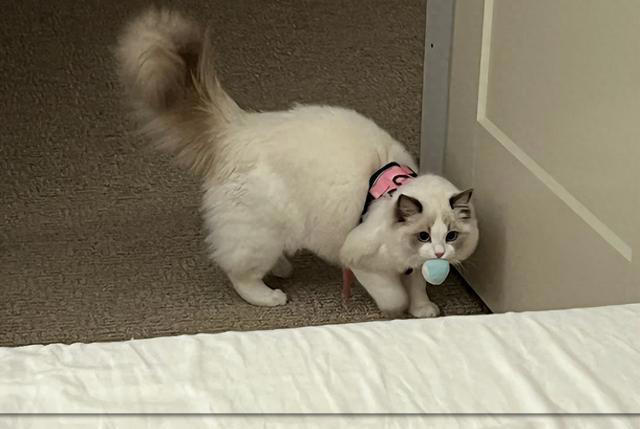 猫咪“旺家”的8个信号，很多人都当成坏习惯！你错过了几个？