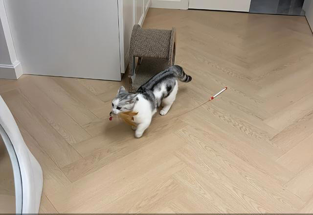 猫咪“旺家”的8个信号，很多人都当成坏习惯！你错过了几个？