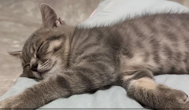 猫咪“旺家”的8个信号，很多人都当成坏习惯！你错过了几个？