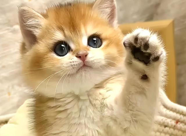 猫咪“旺家”的8个信号，很多人都当成坏习惯！你错过了几个？