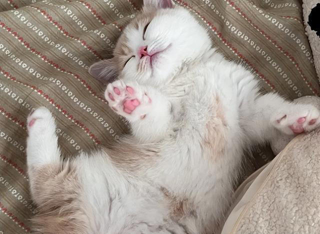 猫咪“旺家”的8个信号，很多人都当成坏习惯！你错过了几个？