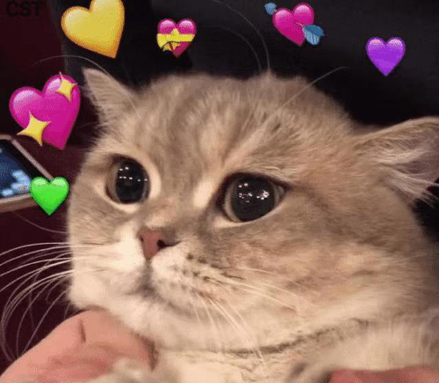 猫咪不能吃的7种“人食”，别让好心害了它！