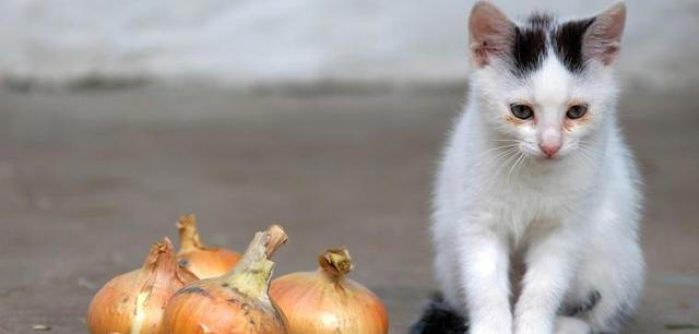 猫咪不能吃的7种“人食”，别让好心害了它！